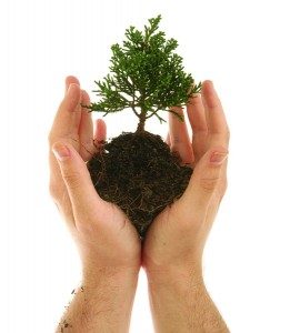 Person holding a tree